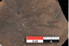 Foto (Detailansicht) von Glyptostrobus europaeus Brongniart (NHMW-GEO-2024-0188-0174)